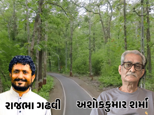 ગીરના સિંહના ભવિષ્ય સામે પ્રશ્નાર્થ: નિવૃત્ત અધિકારીની સરકાર પર ગંભીર ટીકા