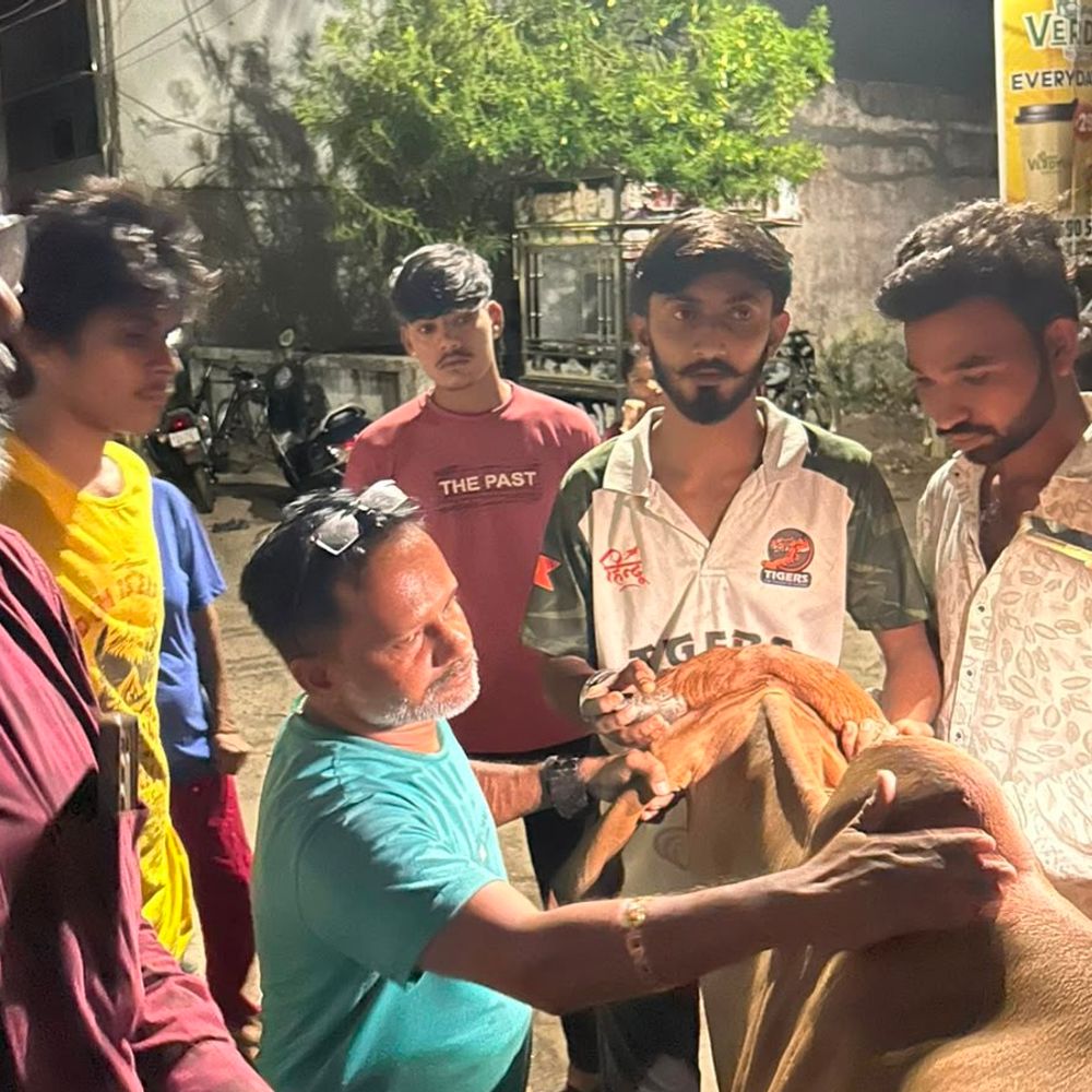 ભરૂચમાં ગૌસેવકોની સમયસૂચકતાથી બે ગાયના જીવ બચ્યા:એકને ડિલિવરીમાં અને બીજી ગાયને બીમારમાં સારવાર મળી