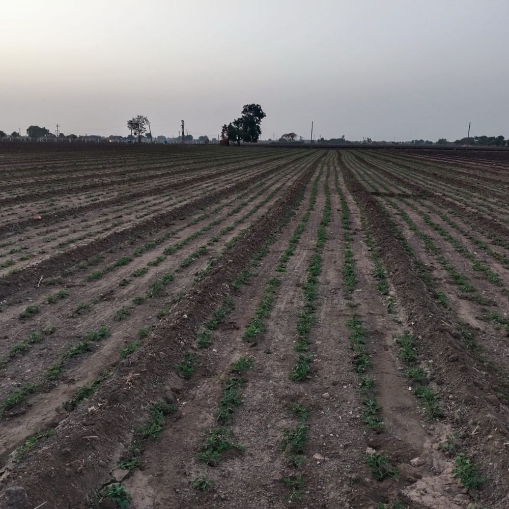 હાલારમાં ચોમાસા પૂર્વે 2722 હેક્ટરમાં મગફળી-કપાસનું આગોતરું વાવેતર