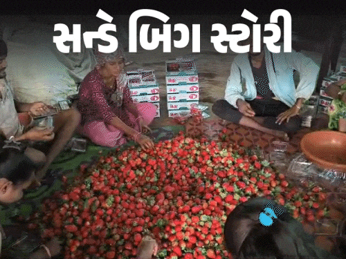 ડાંગની સ્ટ્રોબેરી: ખેડૂતોની આવક વધારતી, લાખોની કમાણી કરાવતી, શહેરોમાં માંગ