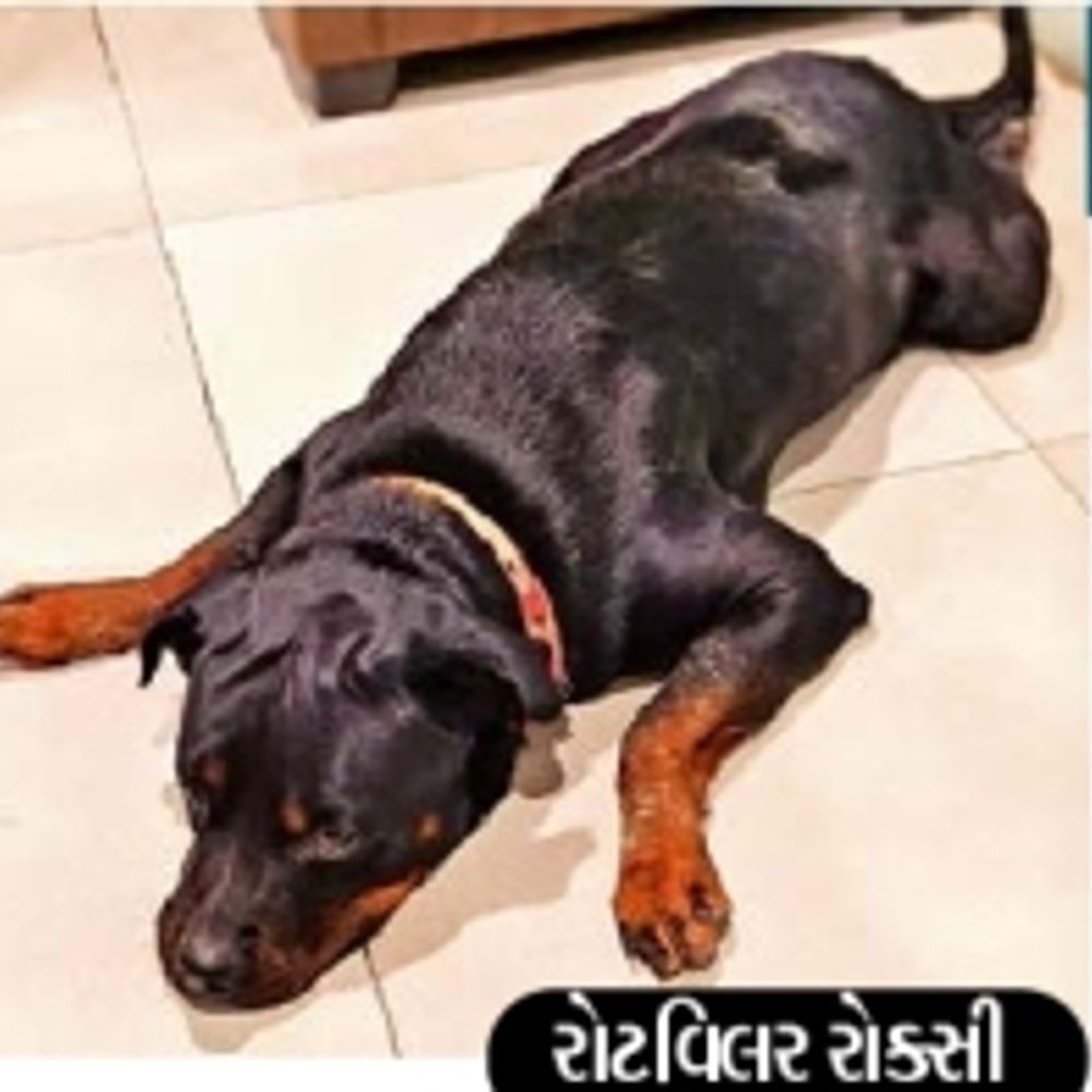 ચોરી કરતા પિતા-પુત્ર-પુત્રી પોલીસ મથકે, પાલતુ શ્વાન રાખવા સંસ્થાને વિનંતી.