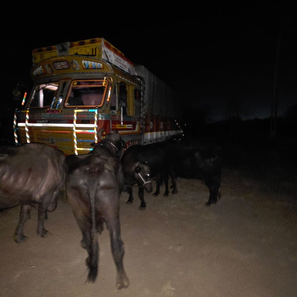 સોનગઢમાં ગેરકાયદે પશુઓની હેરાફેરી ઝડપાઈ:12 ભેંસો ભરેલો ટ્રક, બે આરોપીઓ ઝડપાયા