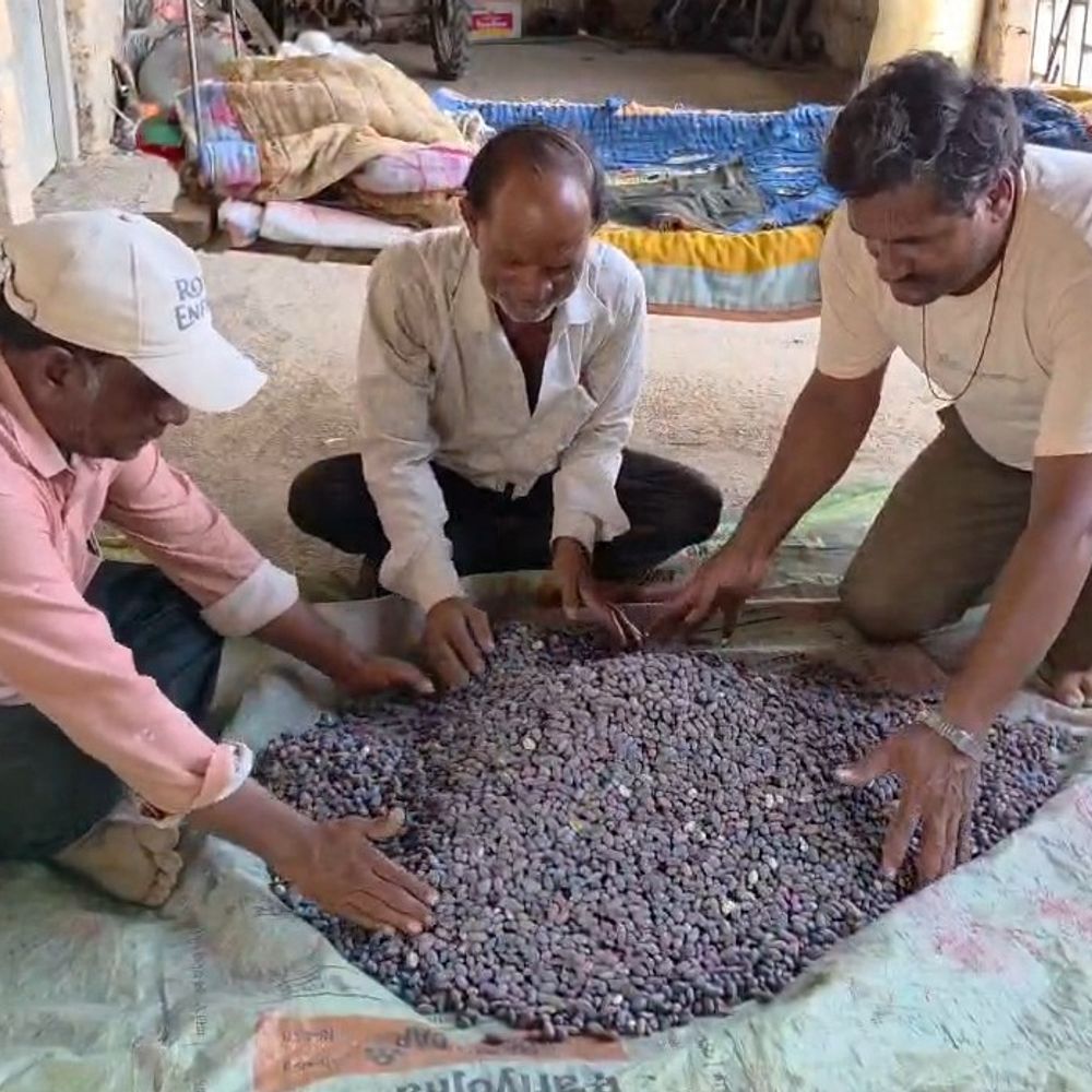 ગીર પંથકમાં વરસાદ ખેંચાતા વાવણી અટકી,:ગીર પંથકમાં ચોમાસું મોડું થતાં ખેડૂતો મુશ્કેલીમાં: બિયારણ-ખાતર તૈયાર પણ વરસાદ વિના ખેતરો કોરા, સિંચાઈના અભાવે પશુપાલન પર સંકટ,જગતનો તાત ચિંતાતુર બન્યો.