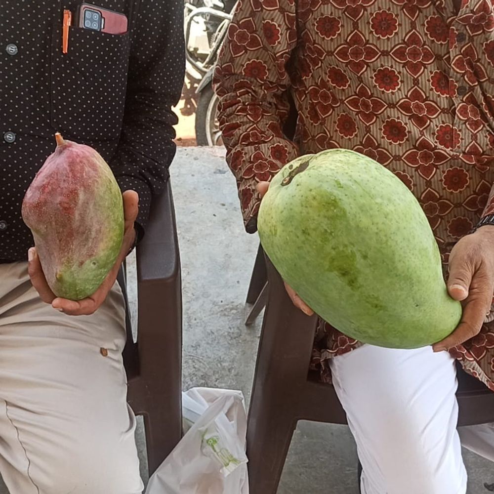 પોરબંદર માર્કેટયાર્ડમાં વિશ્વની સૌથી મોંઘી ‘મિયાજાકી’ અને ‘નૂરજહાં’ કેરીની રેકોર્ડબ્રેક આવક
