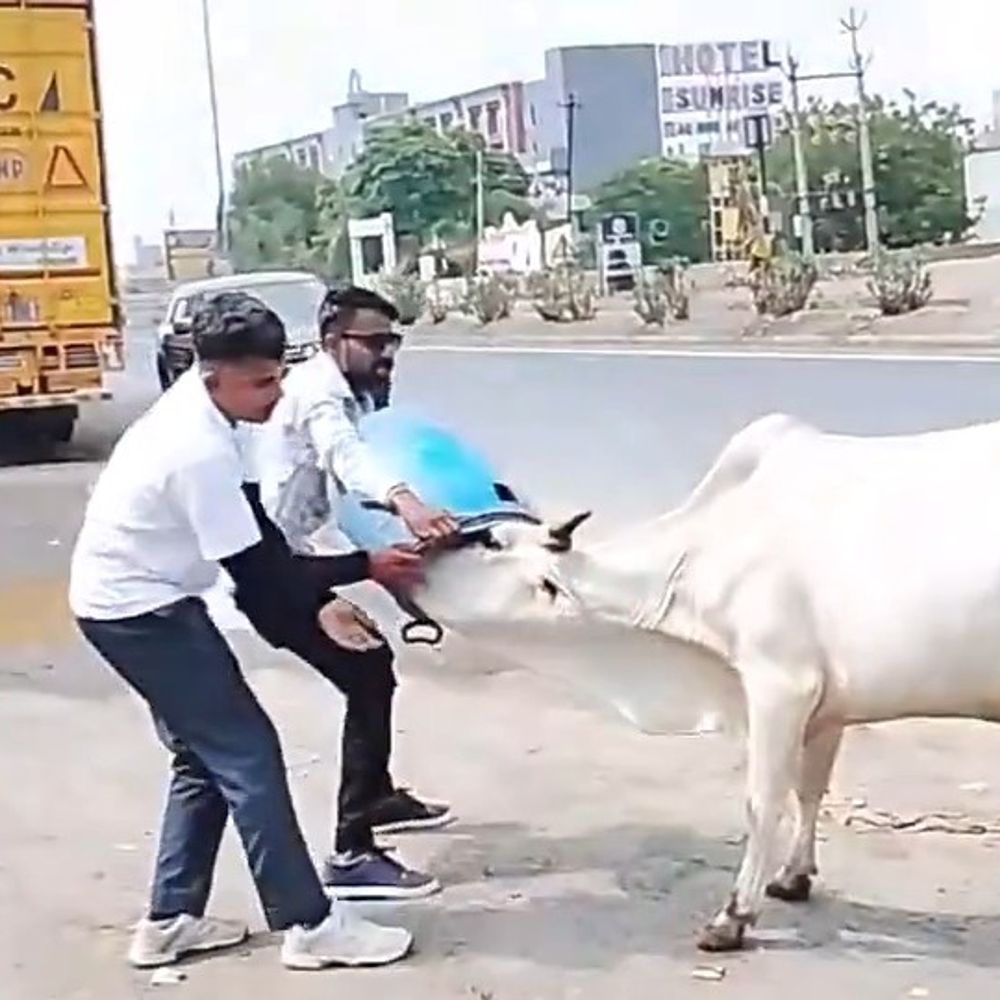 મોડાસામાં ગાયના મોઢામાં ડસ્ટબીન ફસાયું:સ્થાનિક યુવાનોએ જીવના જોખમે ગાયના મોઢામાં ફસાયેલા ડસ્ટબીનને નીકાળ્યું