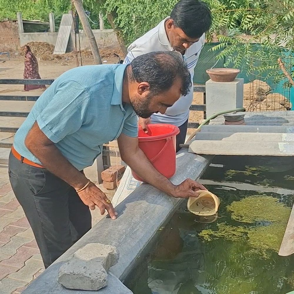 મહેસાણા આરોગ્ય વિભાગ એક્શન મોડમાં:પ્રિ-મોન્સૂન ચેકિંગમાં 1292 એકમોને નોટિસ; મચ્છરોનો નાશ કરવા જળાશયોમાં ગપ્પી માછલીઓ છોડાશે