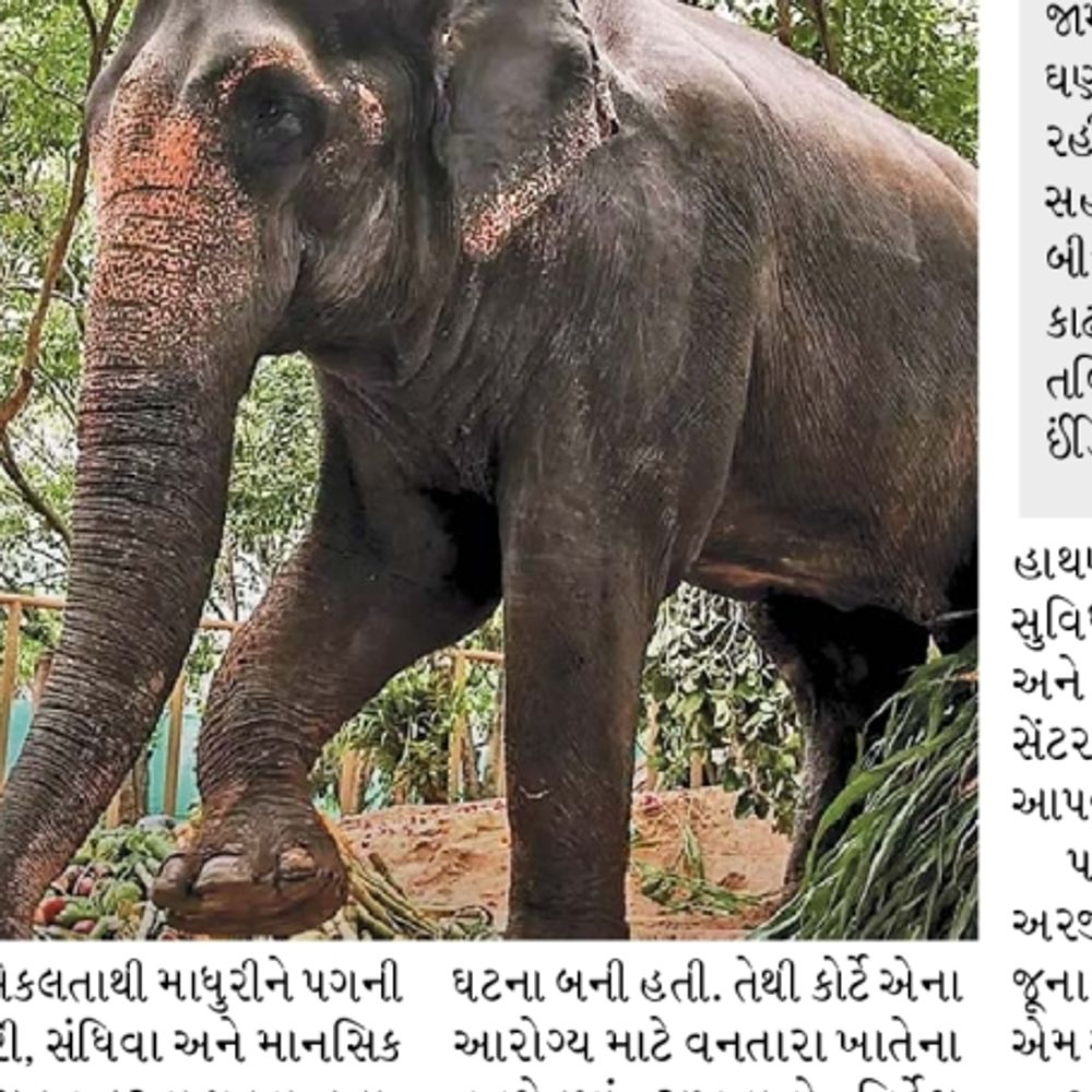 માધુરી હાથણીને કોલ્હાપુર પાછી લાવવાના પીટા ઈંડિયાના વિરોધનો સારાંશ