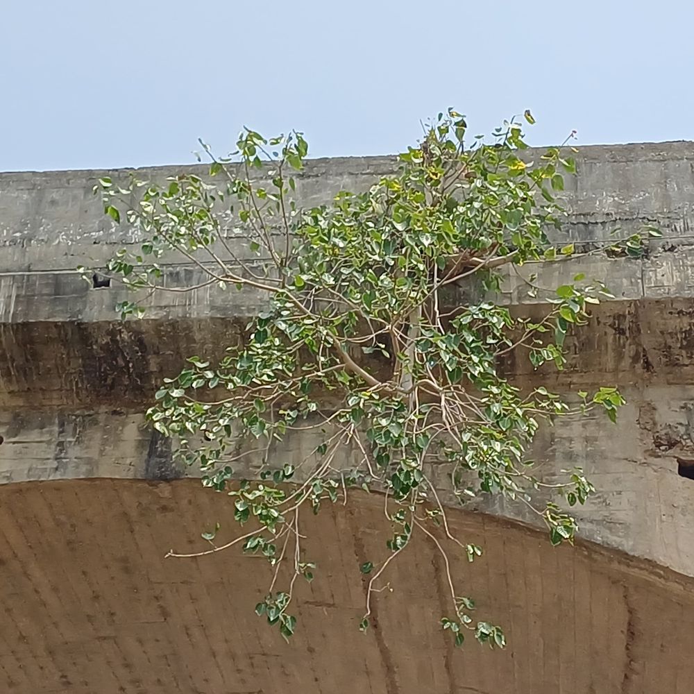 ચોમાસા પહેલા વૃક્ષના મૂળિયા દૂર કરવા માગ:છોટાઉદેપુર ને. હા. 56 ઉપર બ્રિજની દીવાલોમાં વૃક્ષો ઉગી નીકળ્યા