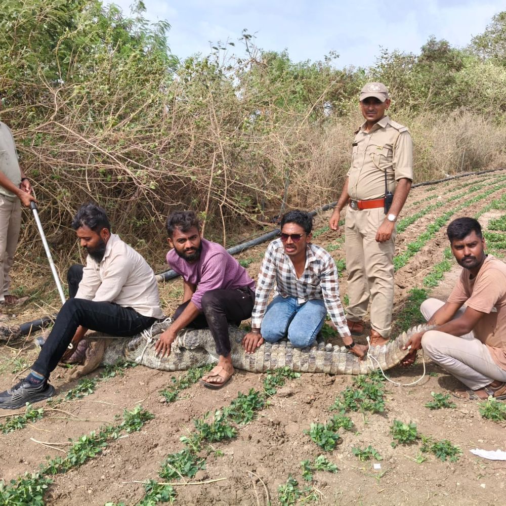 પોરબંદરના ભોમિયાવદર ગામમાંથી 9 ફૂટના મહાકાય મગરનું રેસ્ક્યુ:વનવિભાગની ત્વરિત કામગીરીથી ગ્રામજનોએ લીધો રાહતનો શ્વાસ