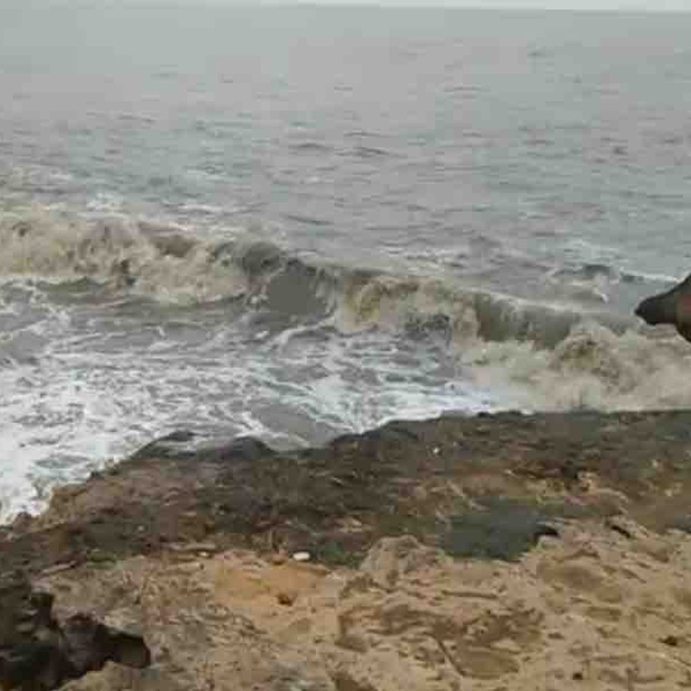 જાફરાબાદ બંદર પર 3 નંબરનું સિગ્નલ:હવામાન વિભાગનું અમરેલી જિલ્લામાં રેડ એલર્ટ, માછીમારોને દરિયો ન ખેડવા સૂચના, દરિયાકાંઠે હાઈટાઈડની સ્થિતિ