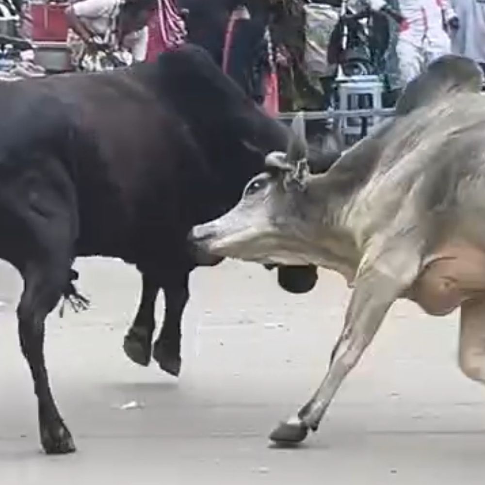 પાટણના બગવાડા ચોકમાં બે આખલાની લડાઈ:ઝપટે ચડેલો બાઈક ચાલક પટકાયો, વેપારીઓએ પાણી છાંટી દૂર કર્યા
