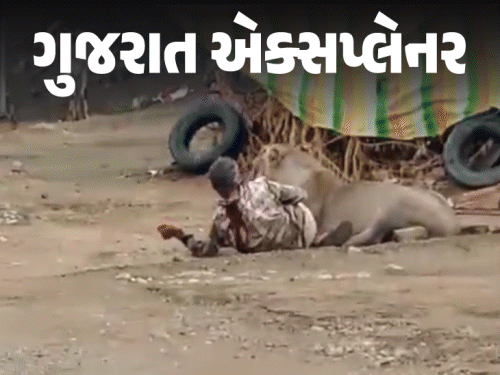 સિંહે માણસનો હાથ મોઢામાં રાખ્યો: પંપાળ્યો તો છોડી દીધો, આખરે કેમ ન ખાધો?