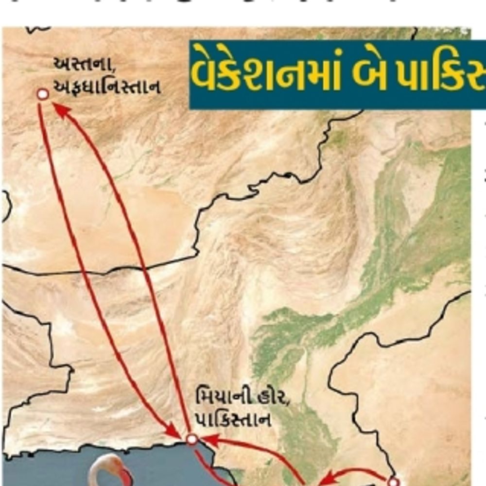 કચ્છના સુરખાબ: GPS ટ્રેકિંગમાં પાકિસ્તાન-અફઘાનિસ્તાન સુધીની સફર, મોટાભાગે કચ્છમાં જ રહ્યા