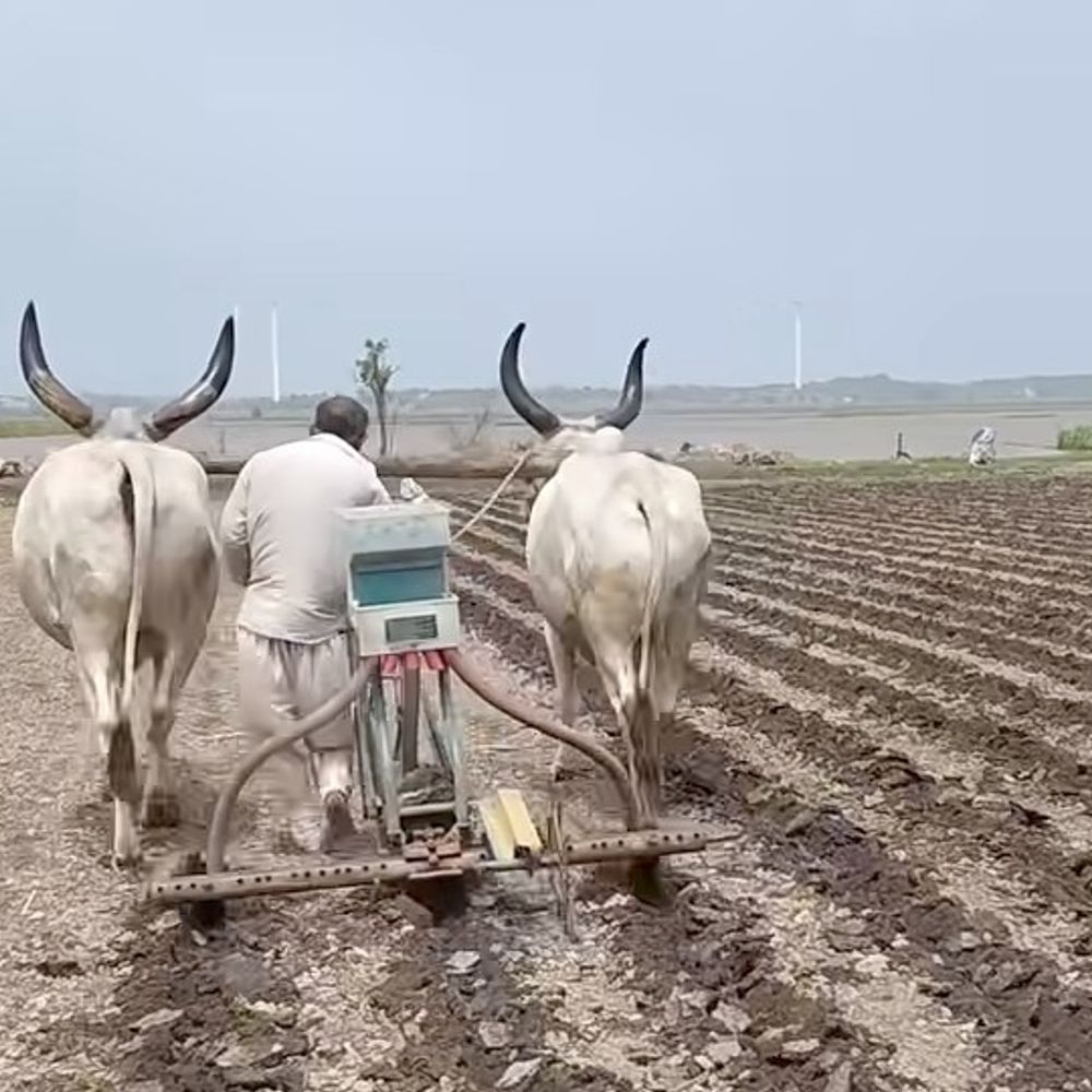 માધવપુર પંથકમાં મગફળી વાવણી શરૂ:વરસાદ બાદ ખેતરોમાં પાણી ઓસરતા વાવેતર તેજ બન્યું