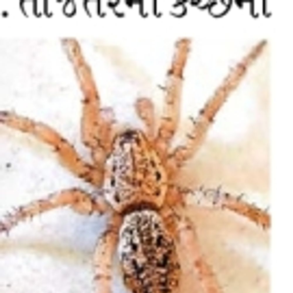આફ્રિકા-મધ્ય એશિયાનો ગ્રાઉન્ડ સ્પાઈડર હવે ગુજરાતમાં!