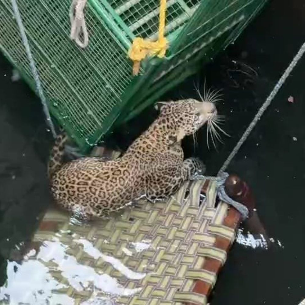 નસવાડીના નારધા ગામે કૂવામાં દીપડો પડ્યો:વન વિભાગે 4 કલાકની જહેમત બાદ સફળ રેસ્ક્યૂ કર્યું