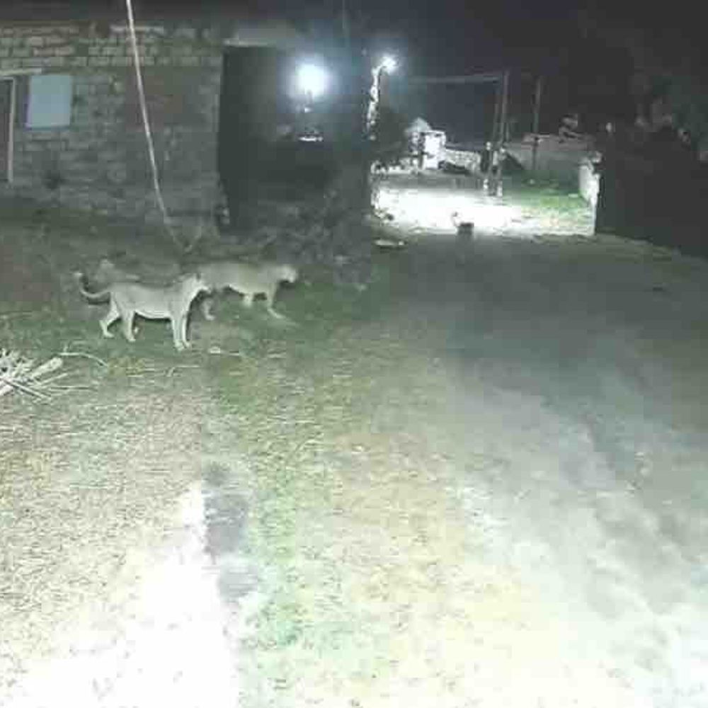 અમરેલીના મોટા આગરીયા ગામમાં ત્રણ સિંહ ઘૂસ્યા, CCTV:શિકારની શોધમાં શ્વાન-આખલાનો પીછો કર્યો, શ્વાન જીવ બચાવવા બજારમાં ભાગ્યો, આખલાએ રોડ તરફ દોટ મુકી