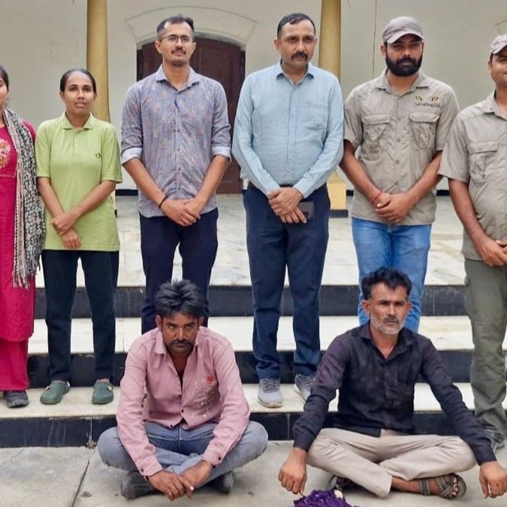 વાઘની પજવણી કરનારા રાજકોટના બે શખ્સ ઝડપાયા:​સક્કરબાગ ઝૂના પાંજરામાં વાઘના મોઢા પર ગમછો નાખી હેરાન કર્યો'તો, વન વિભાગની કાર્યવાહી