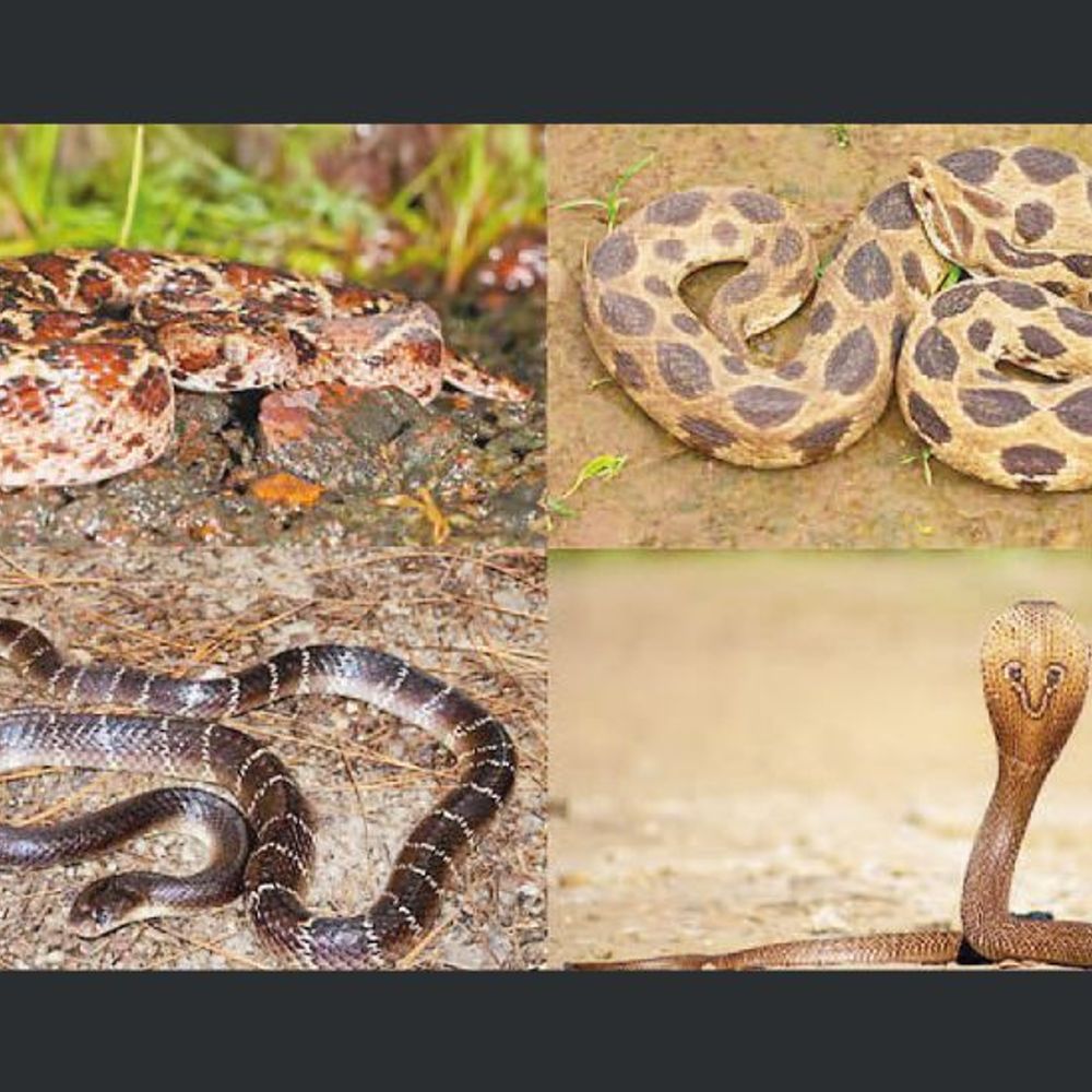 સાપ: કૃષિ ક્રાંતિનો મહત્વનો ભાગીદાર અને કુદરતી પેસ્ટ કંટ્રોલર