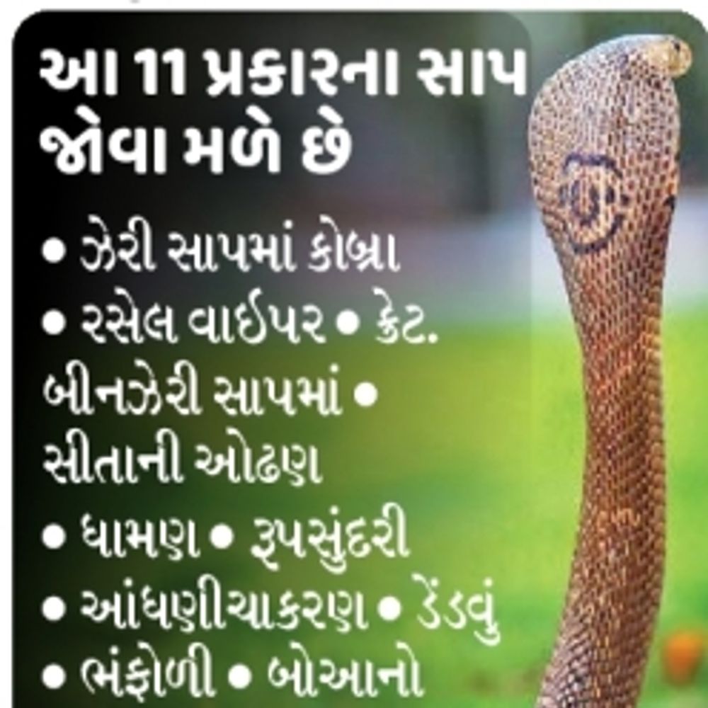 વિશ્વ સાપ દિવસ: વડોદરામાં 10 પ્રકારના સાપ, 1000થી વધુ કરડવાના કિસ્સા
