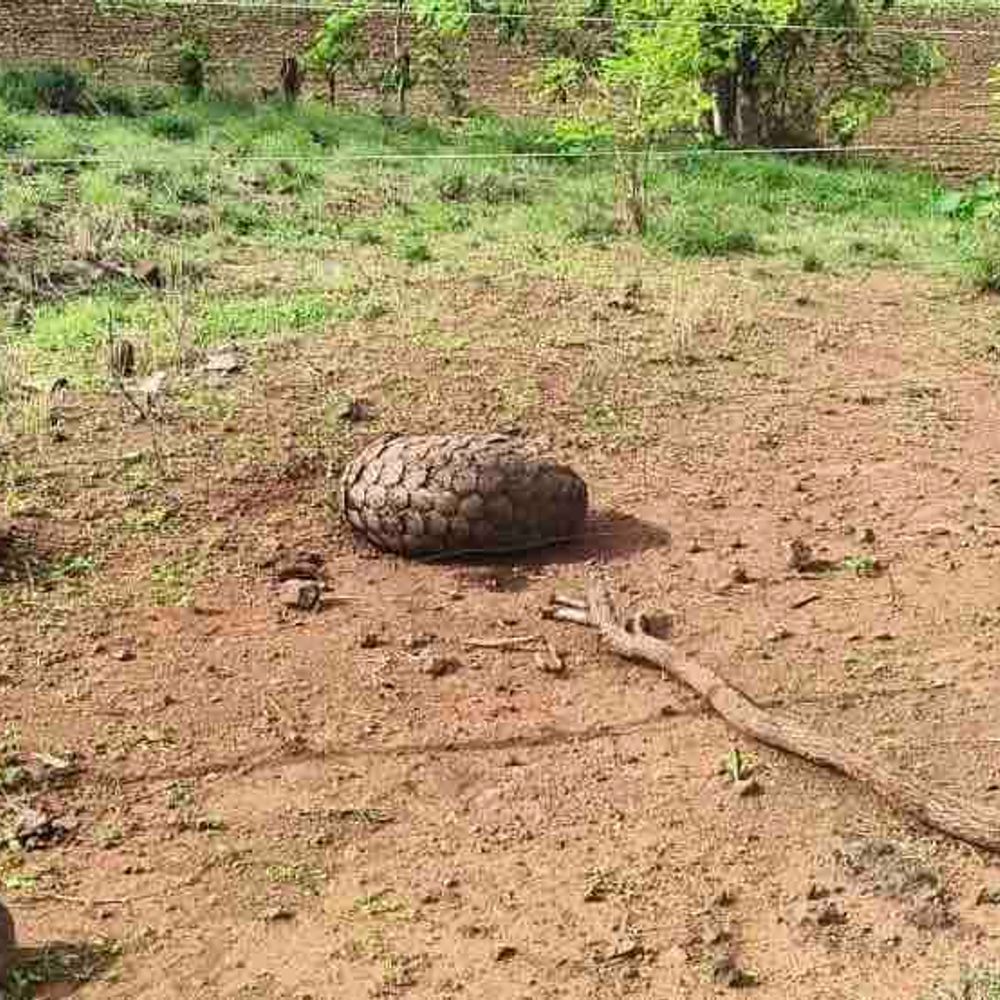 અમરેલીમાં કીડીખાઉંનો મૃતદેહ મળ્યો:ધારી ગીર પૂર્વમાં વનવિભાગે તપાસ હાથ ધરી; બે દિવસથી મૃતદેહ સ્થળ પર જ પડ્યો હોવાનું અનુમાન