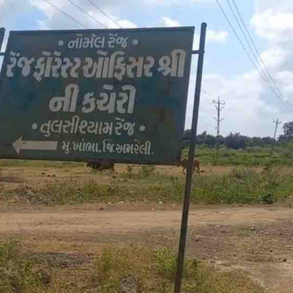 અમરેલીમાં કોહવાયેલી હાલતમાં સિંહનો મૃતદેહ મળ્યો:ખાંભા-તુલસીશ્યામ રેન્જમાં 15 વર્ષના સિંહે દમ તોડ્યો, વનવિભાગે કહ્યું- વૃદ્ધાવસ્થાથી જીવ ગયો; 2 મહિનામાં 6 સિંહના મોત