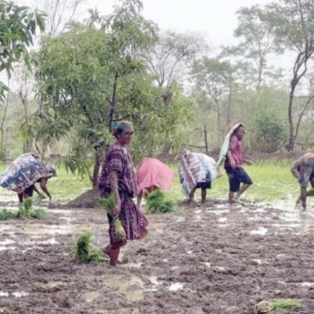 વલસાડ જિલ્લામાં મેઘરાજાની મહેર