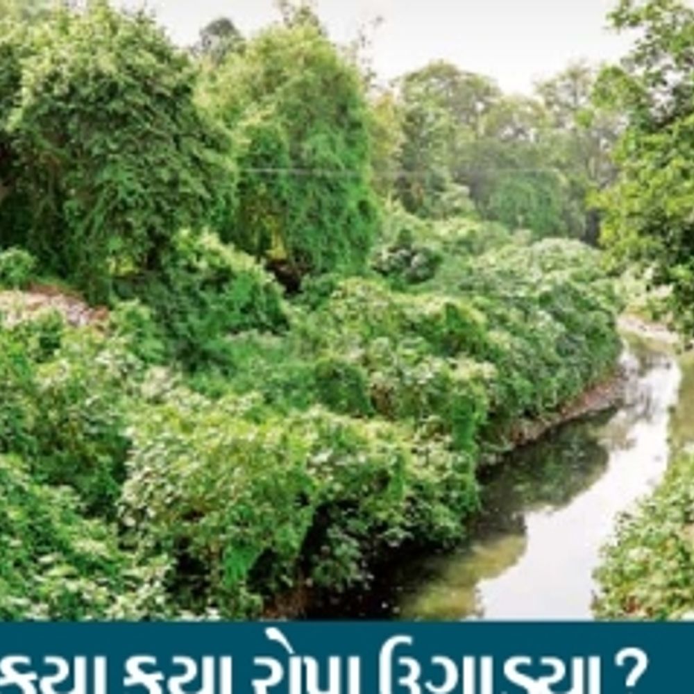બોટની વિભાગે 35 જાતનાં વૃક્ષ-વેલાથી ગ્રીન કેમ્પસ બનાવ્યું:MSUમાં ભૂખી કાંસના 1 કિમી પટમાં 5 હજાર વૃક્ષ ઉછેર્યાં,જમીન ધોવાણ અટક્યું