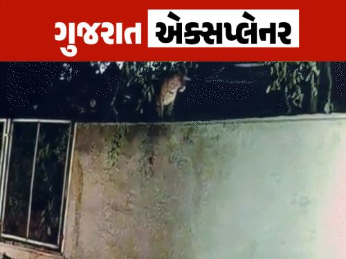 અમદાવાદમાં દીપડાનું આગમન: કેવી રીતે આવ્યા અને ક્યાં ગયા?