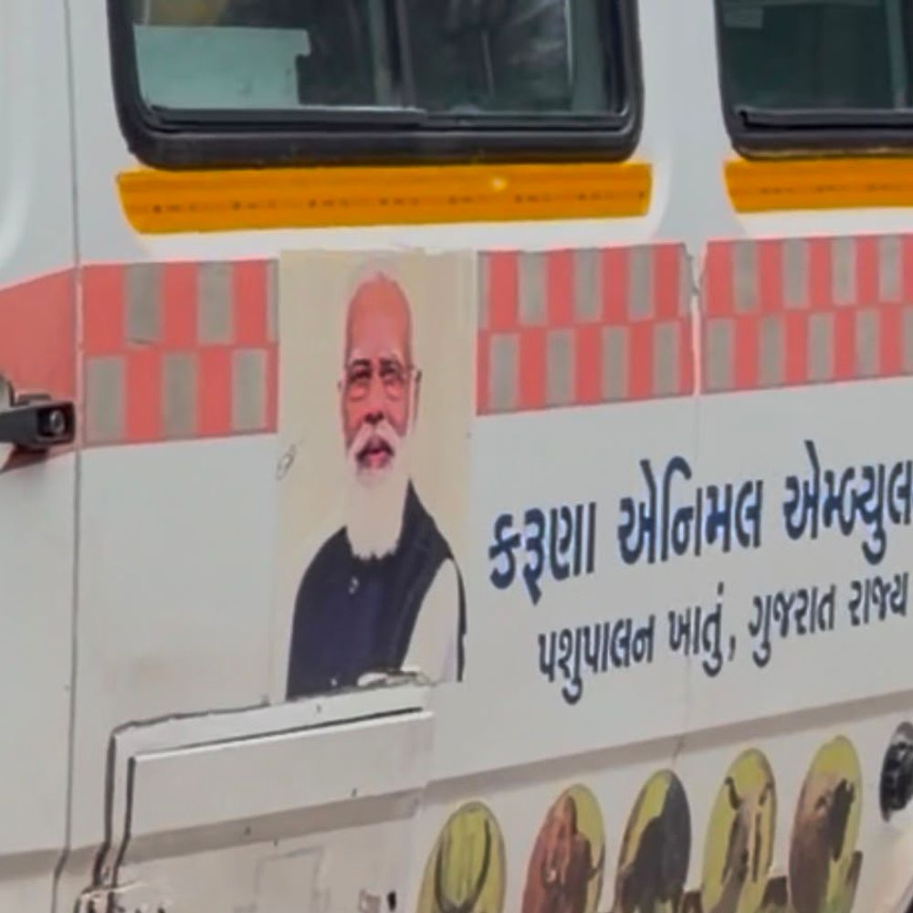 બોટાદ શાકમાર્કેટમાં નિર્દોષ વાછરડી પર છરી વડે હુમલો:ઘાયલ વાછરડી પાંજરાપોળમાં સારવાર હેઠળ, હુમલાખોર સામે કડક કાર્યવાહીની માંગ