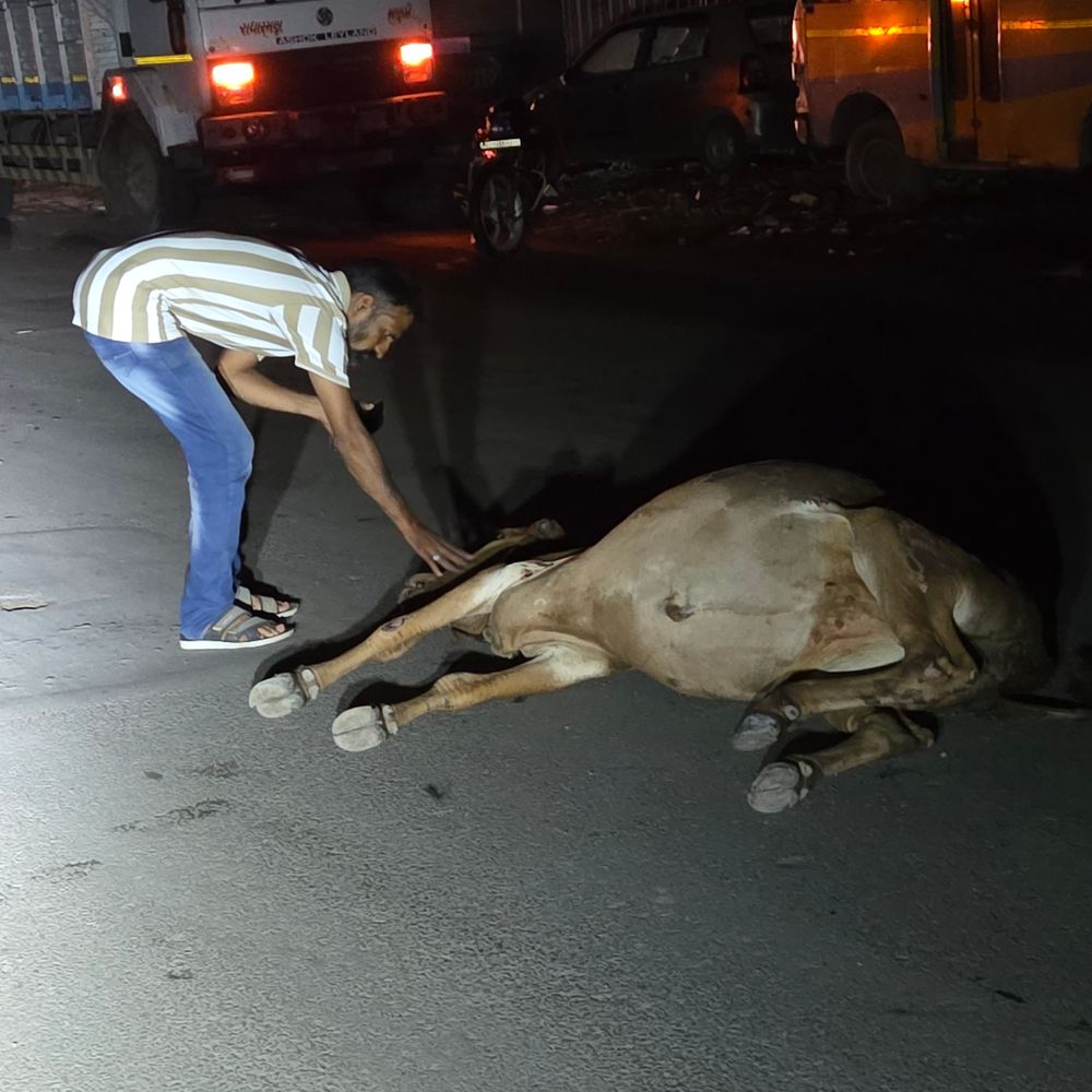 અમરેલીમાં ટ્રકે ત્રણ ગાયોને કચડી મારતાં અરેરાટી
