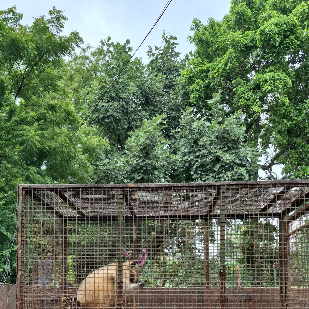 વન વિભાગની ટીમે હાઈસ્કૂલમાં ટ્રેક્ટરમાં પાંજરામાં કેળા મૂકતાં પકડાયો:ડુગરવાડામાં લોકોને બચકા ભરીને આતંક મચાવતા બે વાનર પૈકી એક પાંજરે પૂરાયો