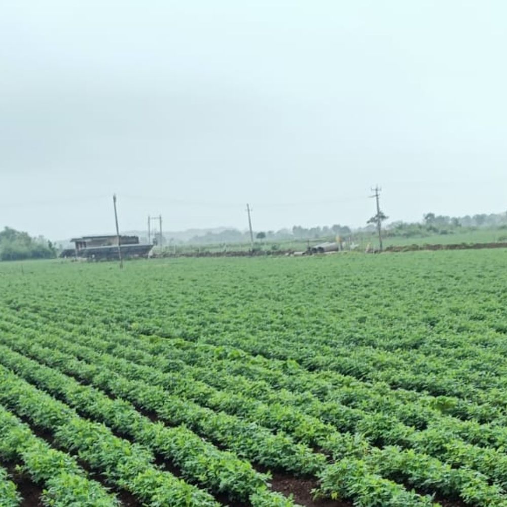 અમરેલી જિલ્લામાં ગત વર્ષ કરતાં ૧૮% વધુ વરસાદ