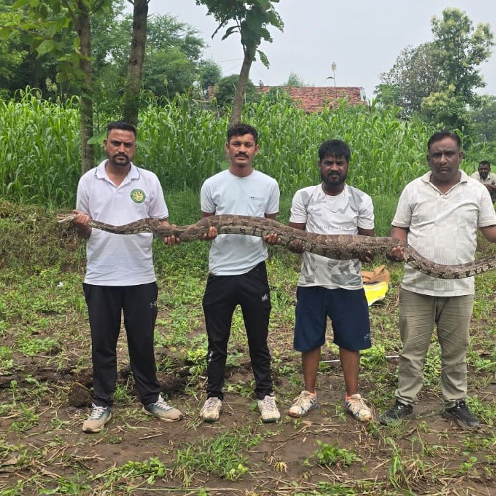 સંતરામપુરના એન્દ્રા ગામે ખેતરમાં અજગર દેખાયો:8 ફૂટ લાંબા અજગરનું વન વિભાગ અને એનિમલ હેલ્પ ચેરિટેબલ ટ્રસ્ટની ટીમે રેસ્ક્યૂ કર્યું