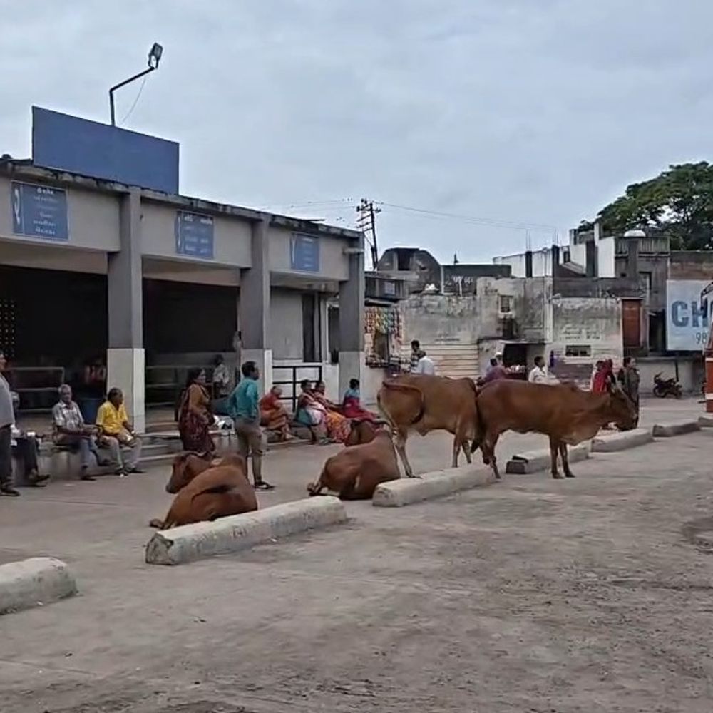 બસ સ્ટેશન પર ઢોરનો અડીંગો અને સુવિધા-સુરક્ષાનો અભાવ:​વંથલી બસ સ્ટેશને સુરક્ષા અને પ્રાથમિક સુવિધાઓનો ઘોર અભાવ: CCTV કેમેરા વગર મુસાફરો-વિદ્યાર્થીનીઓ અસુરક્ષિત, રખડતા ઢોરોનો અડિંગો અને ગંદકીથી રોગચાળાની ભીતિ.