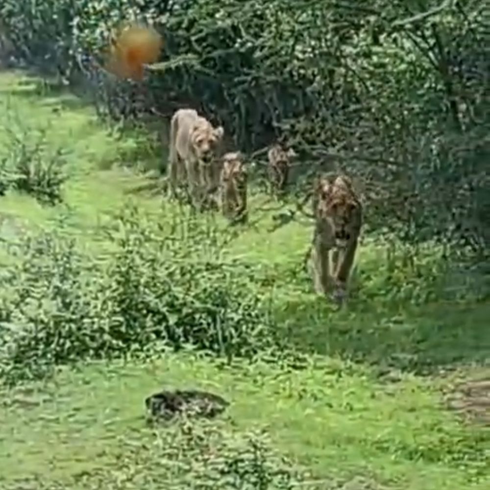 ઐતિહાસિક ઘટના: પ્રથમ વખત 10 સિંહના ટોળાને રેલવે ટ્રેક પર જોતા ટ્રેન રોકાઈ