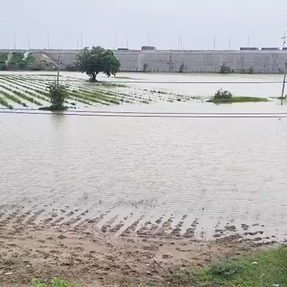 ભારે વરસાદ બાદ ભરૂચના ખેતરો જળબંબાકાર:હજારો એકર ઉભા પાકને નુકસાનની ભીતિ; ખેડૂતોની પાણીના નિકાલ અને વળતરની માંગ