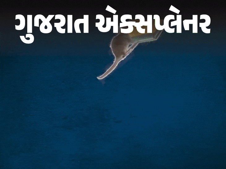 ગુંદરવાળા પૂઠાં પર પ્રતિબંધ: ગુજરાત સરકારનો મહત્વપૂર્ણ નિર્ણય, ઉંદરને જીવતા રાખવાના કારણો જાણો