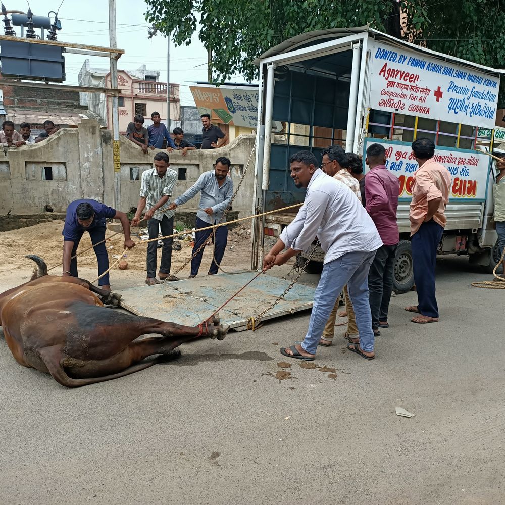 એક કલાકની જહેમત બાદ મહાકાય આખલાને પાંજરાપોળ ટ્રસ્ટે જીવ બચાવ્યો:ગોધરામાં પ્લાસ્ટિક-કચરો ખાવાથી બીમાર પડેલા આખલાનું રેસ્કયૂ