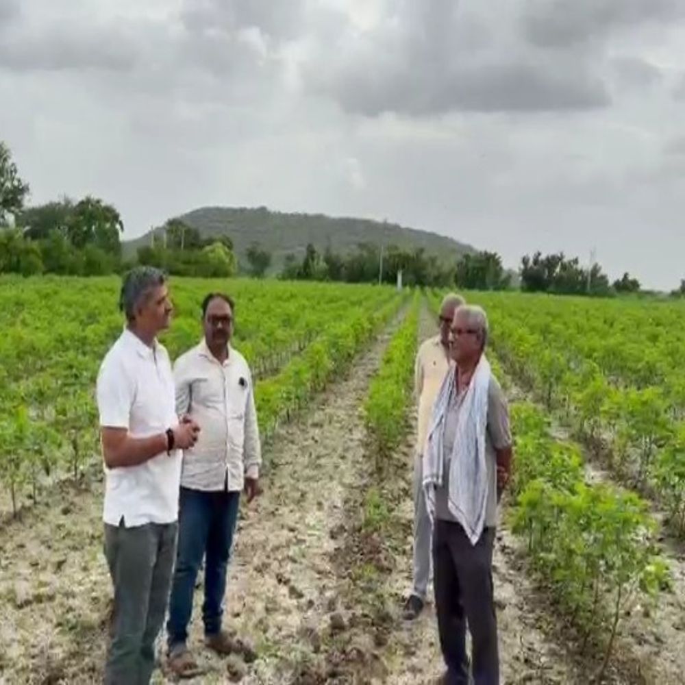 ચમારડી ગામે ખેડૂતના કપાસના ઊભા છોડ ઉખેડી નાખવાની ઘટનાથી રોષ:ચમારડી ગામે ખેડૂતના અઢીથી ત્રણ વીઘા કપાસના ઊભા છોડ રાત્રિના સમયે અસામાજિક તત્વો દ્વારા ખેંચી નાખ્યા