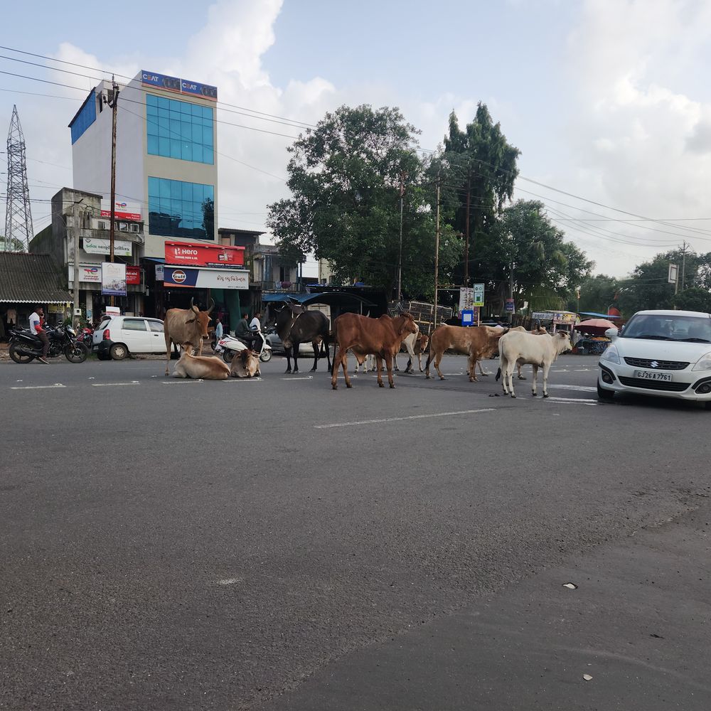 વ્યારામાં રખડતાં ઢોરનો ત્રાસ