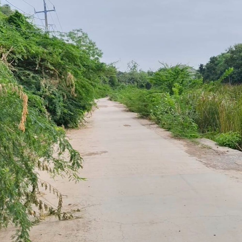 સિહોરના ગૌતમેશ્વર રોડ પર બાવળનાં ઝુંડથી વાહનચાલકો-યાત્રિકો પરેશાન:રસ્તાની બંને બાજુ 3 ફૂટ સુધી બાવળ ઊગી નીકળ્યા, શ્રાવણ માસ પહેલાં સફાઈ અને બાવળ કપવાની માંગ