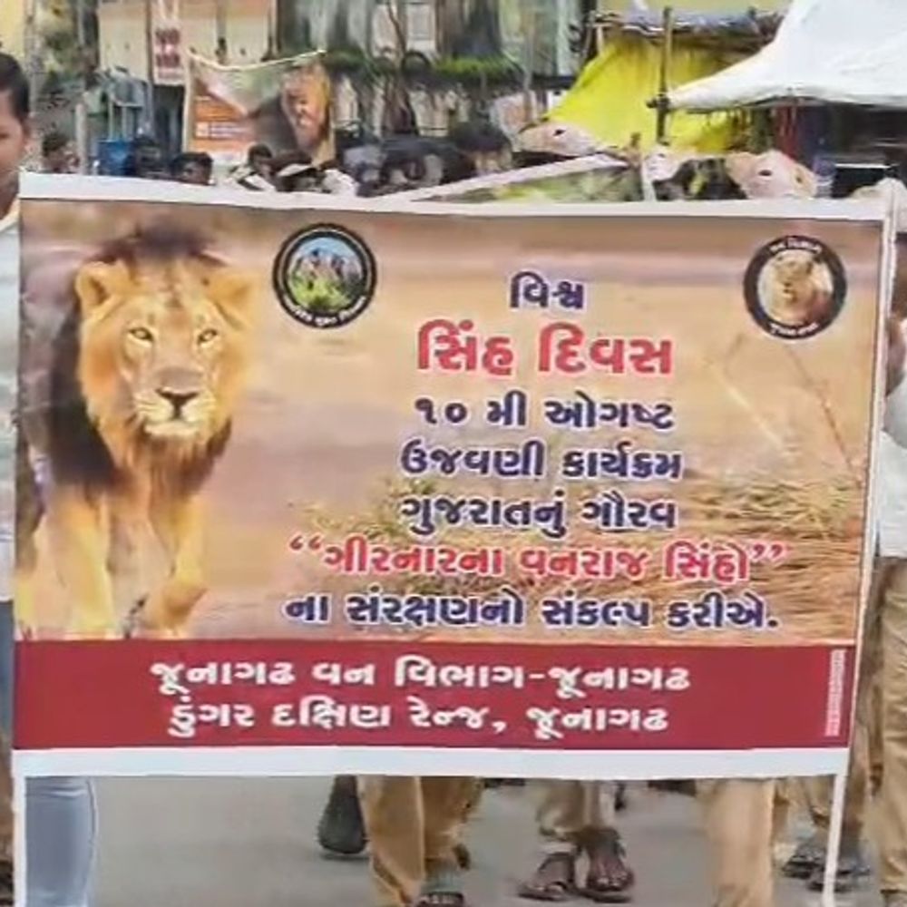 જૂનાગઢમાં વિશ્વ સિંહ દિવસની ઉજવણી:સક્કરબાગ ઝૂના DCFએ એશિયાટીક અને આફ્રિકન સિંહ વચ્ચેનો શારીરિક તફાવત જણાવ્યો