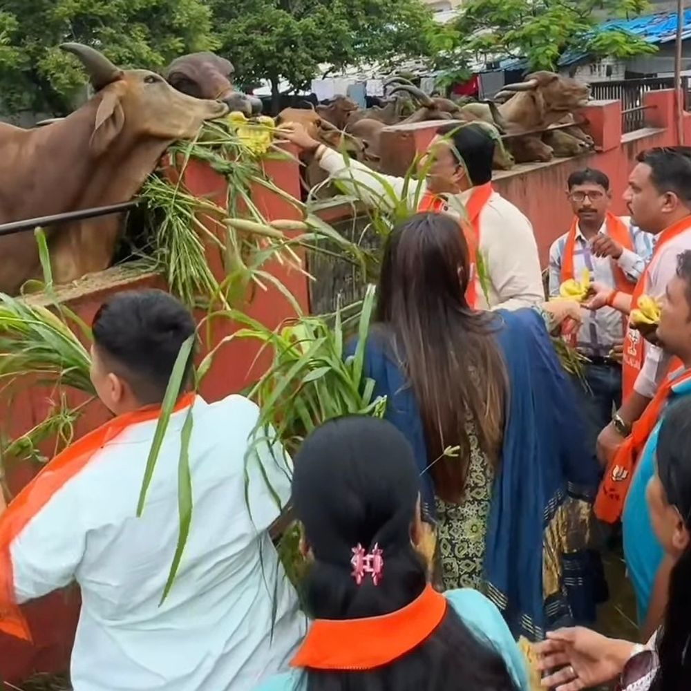 ગોધરા ગૌશાળામાં ભાજપ કાર્યકરોએ ગૌસેવા કરી:પ્રદેશ અધ્યક્ષ જગદીશ વિશ્વકર્માના જન્મદિવસની ઉજવણી નિમિત્તે આયોજન