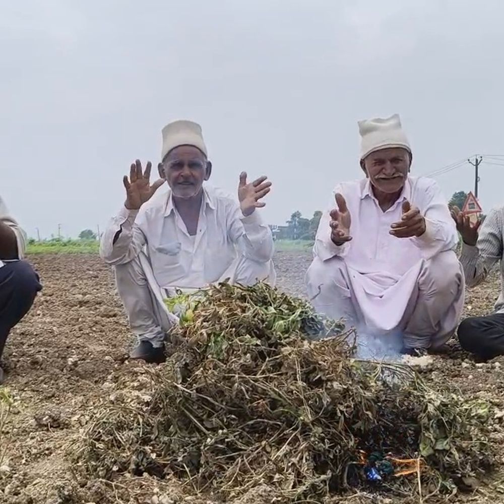 પાક નિષ્ફળ જતા ખેડૂતો મગફળી સળગાવવા મજબૂર:​જૂનાગઢના વંથલી પંથકમાં મેઘરાજા ખેંચાતાં ખેડૂતોની હાલત કફોડી: મગફળીમાં રોગચાળો ફેલાતાં ઊભો મોલ સળગાવવા જગતનો તાત મજબૂર