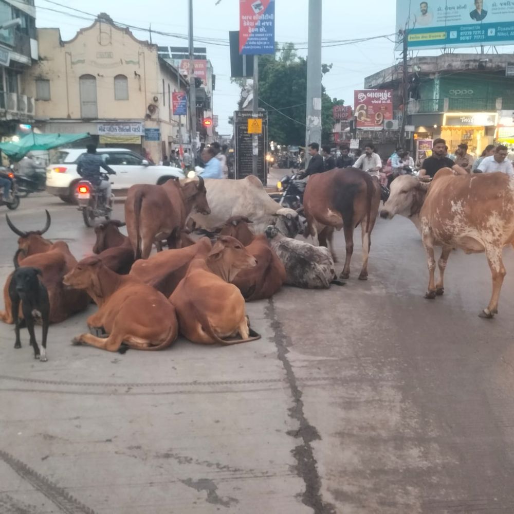 ભાસ્કર એક્સક્લૂઝિવ:અડધું અમરેલી સ્વચ્છ અને રોશનીથી ઝગમગ અને અડધું ગંદકીથી ભરપૂર