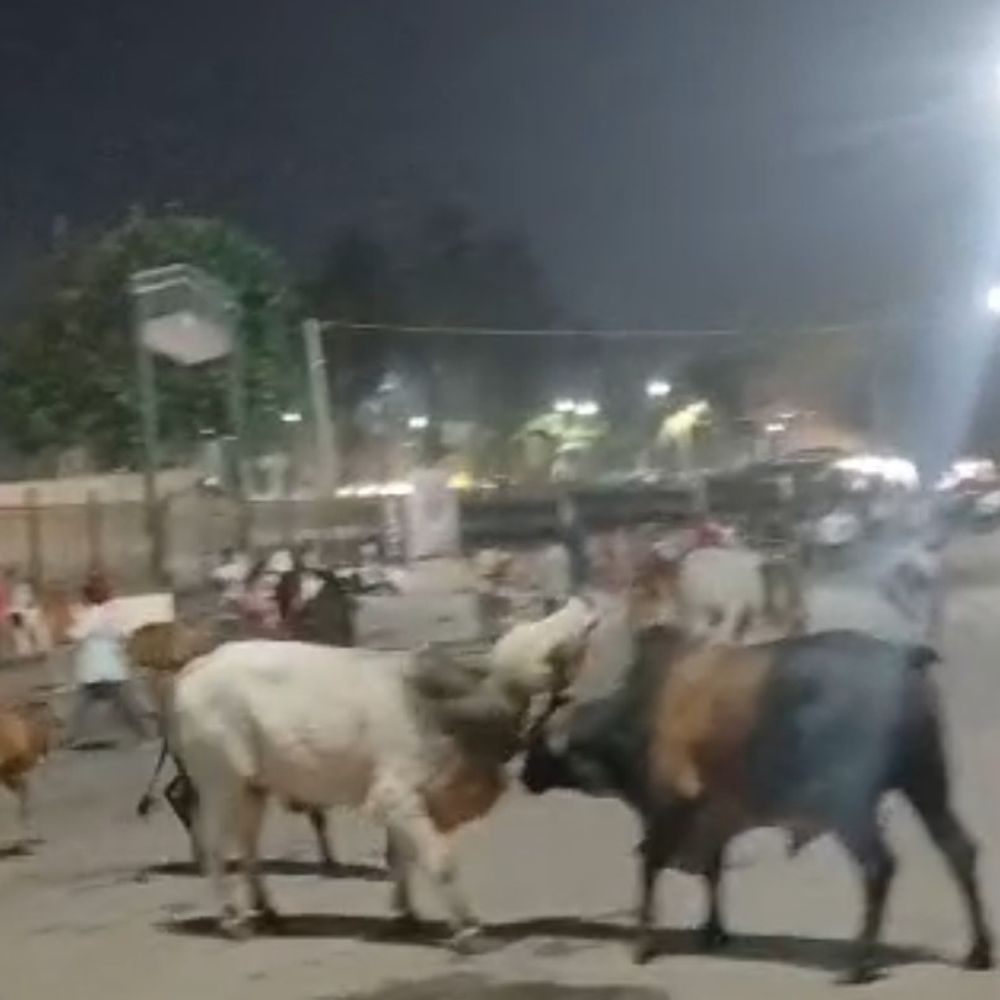 સોમનાથમાં આખલા યુદ્ધથી અફરાતફરી:હમીરજી સર્કલ પર 10 મિનિટ દોડધામ; યાત્રિકોમાં ભાગદોડ, જાનહાનિ ટળી