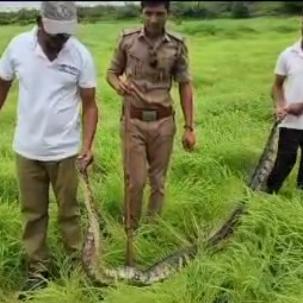 વેરાવળના ઈણાજ ગામે વાડીમાંથી 17 ફૂટનો અજગર જોવા મળ્યો:વન વિભાગે ભારે જહેમત બાદ સુરક્ષિત રેસ્ક્યૂ કર્યો
