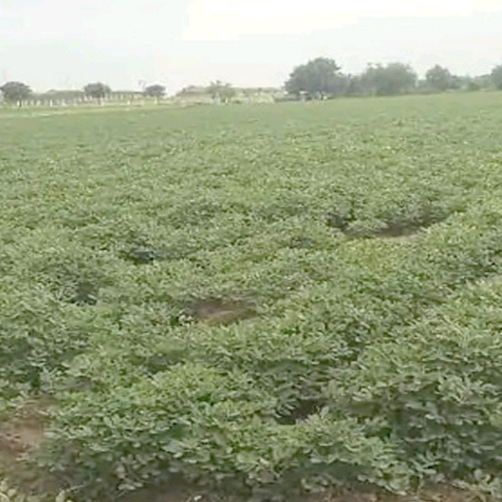 સાવરકુંડલામાં વરસાદ ખેંચાતા ખેડૂતો ચિંતિત