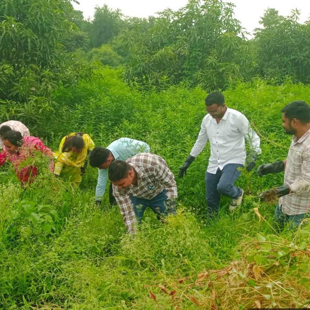દાહોદમાં ગાજરઘાસ જાગૃતિ, જોખમી નીંદણ હટાવાયું:મુવાલિયા ફાર્મ ખાતે ICAR-DWR માર્ગદર્શન હેઠળ વિશેષ કાર્યક્રમો યોજાયા